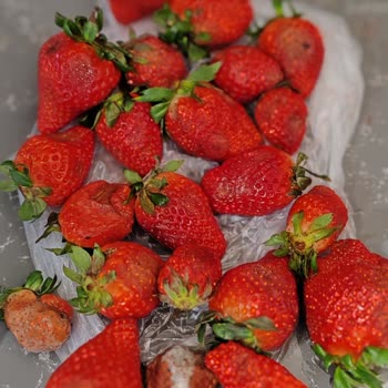 Çürük Çilek Teslimatı İçin İade Talebi