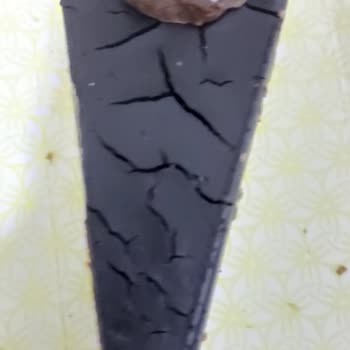 Kahve Dünyası Truf Pastası Bozulmuş Gönderildi, Taze Değişim Talep Ediyorum