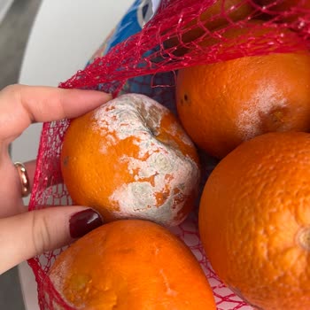 Çürük Portakallar, Cevapsız Destek Ve İade Talebi