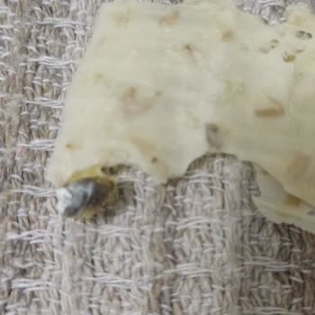 Tarhanada Kuş Dışkısına Benzeyen Yabancı Madde Tespit Edildi