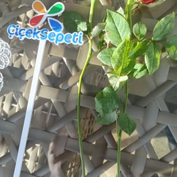 Solmuş Ve Görselden Farklı Çiçek Siparişinde İade Talebi