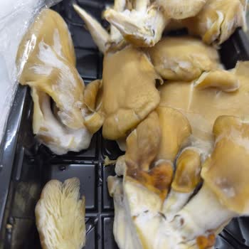 Migros Forum Bornova’da Küflü İstiridye Mantarı Ve Gıda Güvenliği Sorunu