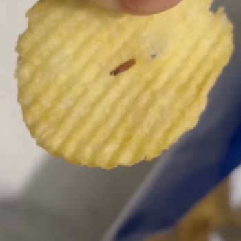 Cipso Cipsinde Böcek Şoku Ve Cevapsız Sosyal Medya Talepleri