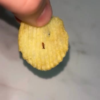 Cipso Cipsinde Böcek Şoku Ve Cevapsız Sosyal Medya Talepleri