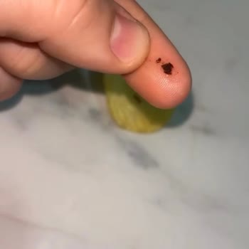 Cipso Cipsinde Böcek Şoku Ve Cevapsız Sosyal Medya Talepleri