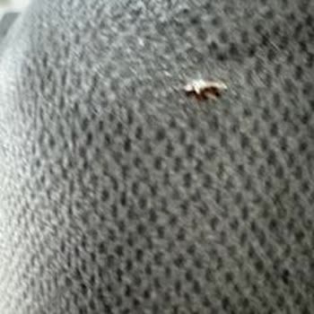 Enza Home'dan Defolu Koltuk Teslimatı, İade Ve Değişim Talebi