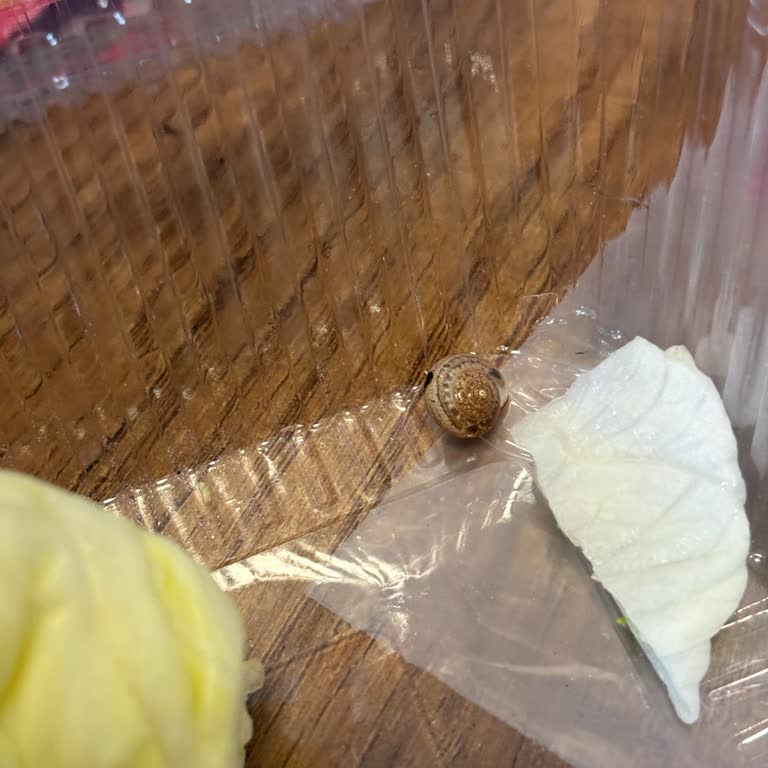 Komagene Çiğ Köfte Siparişinde Salyangoz Bulunması