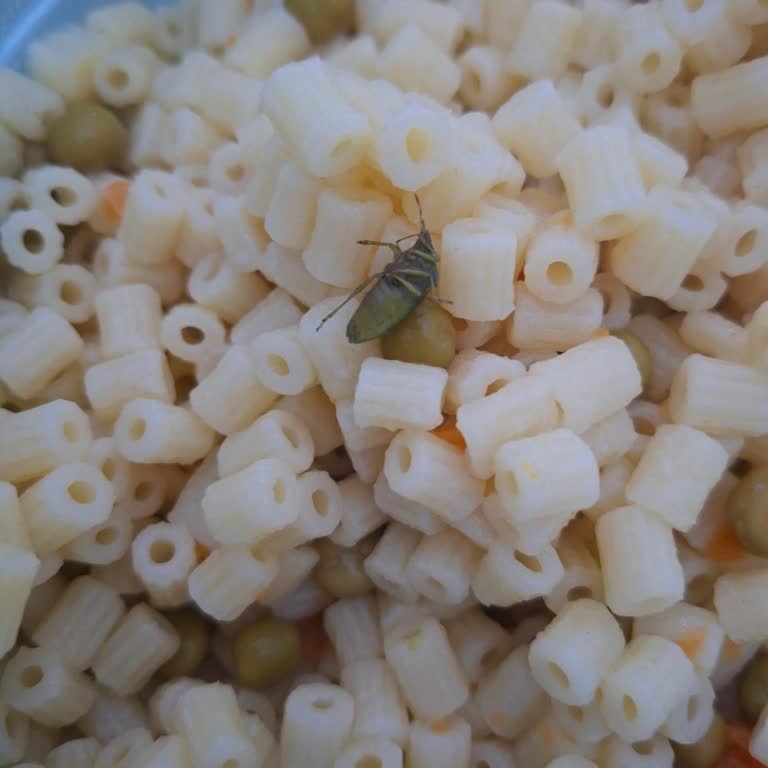 Yurdum Konserve Garnitüründe Böcek Bulunması Gıda Güvenliğini Sarsıyor