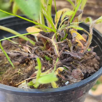 Kötü Paketleme Ve Hasarlı Bitkiler Nedeniyle Tam İade Talebi