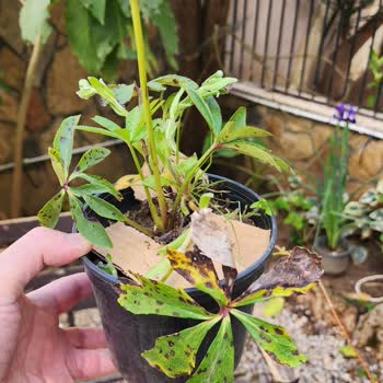 Kötü Paketleme Ve Hasarlı Bitkiler Nedeniyle Tam İade Talebi