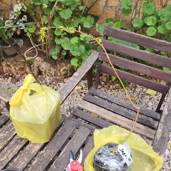 Kötü Paketleme Ve Hasarlı Bitkiler Nedeniyle Tam İade Talebi