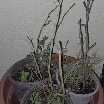 Alz Garden Yanıltıcı Reklamı Ve Hatalı Fidan Teslimatı İçin İade Talebi