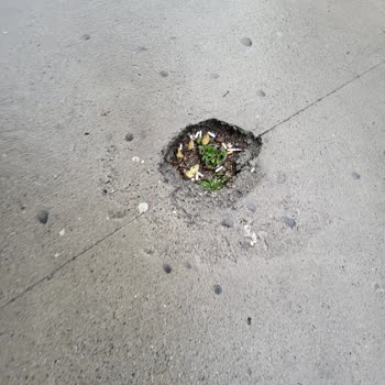 Barış Mahallesi Sakarya Caddesi'nde Yol Ve Kaldırım Bakım İhmali