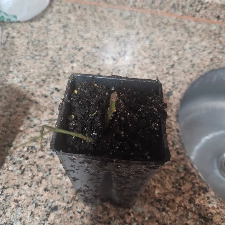 Kurumuş Ve Zayıf Yaban Mersini Fidanları İçin İade Talebi