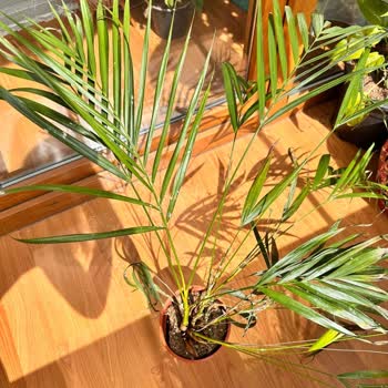 Hastalıklı Bitkiler Gönderimi Nedeniyle Maddi Ve Manevi Zarar