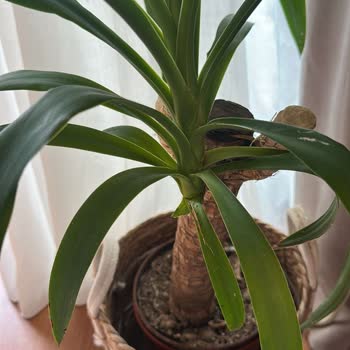 Hastalıklı Bitkiler Gönderimi Nedeniyle Maddi Ve Manevi Zarar