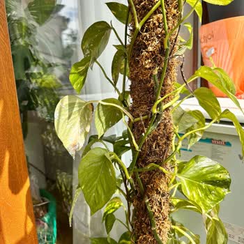 Hastalıklı Bitkiler Gönderimi Nedeniyle Maddi Ve Manevi Zarar