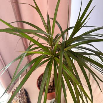 Hastalıklı Bitkiler Gönderimi Nedeniyle Maddi Ve Manevi Zarar