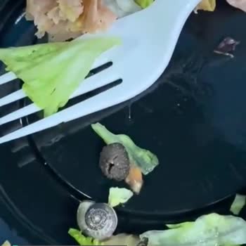 Arby's Salatanın İçinden Salyangoz Çıktı