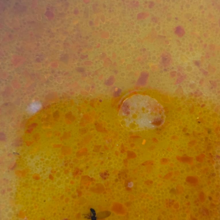 Sinekle Çorba Ve Hijyen Şikayeti: Yemeksepeti'nden Çözüm Ve İade Talebi