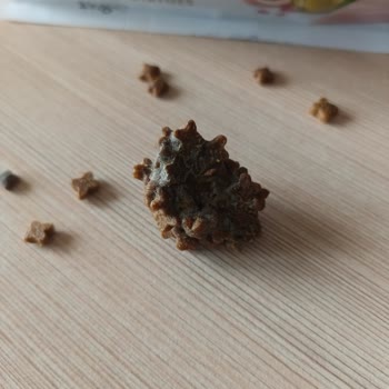 Felicia Markasından Küflü Mama Satışı Kedimde Zehirlenmeye Yol Açtı