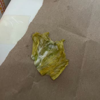 Burger King Merter Şubesinde Sararmış Marul Ve Gıda Güvenliği Endişesi