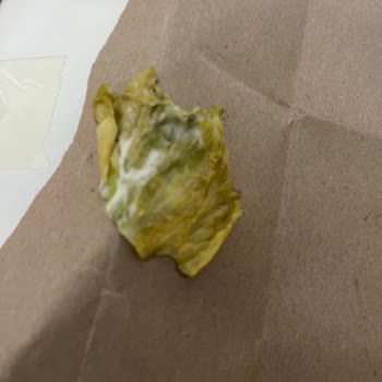 Burger King Merter Şubesinde Sararmış Marul Ve Gıda Güvenliği Endişesi