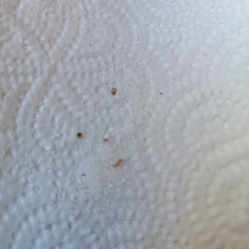 BİM Şekerinde Böcek Larvaları Tespit Edildi, Sağlık Riski