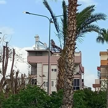 Gündüz Saatlerinde Cadde Lambalarının Yanması Enerji İsrafına Neden Oluyor