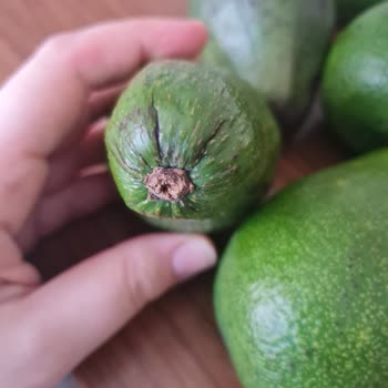 Avokado Kalitesindeki Sorun Ve Ücret İadesi Talebi