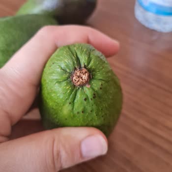Avokado Kalitesindeki Sorun Ve Ücret İadesi Talebi
