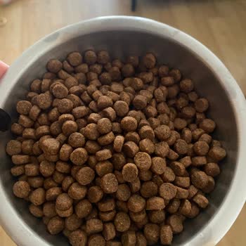 Sipariş Edilen Kedim Maması Sahte, Kedim Yemeyi Reddediyor