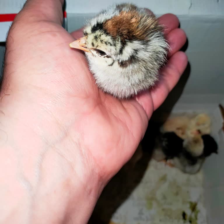 Erbaaharbiyaprak Beklediğim Lezzeti Kesinlikle Alamadım