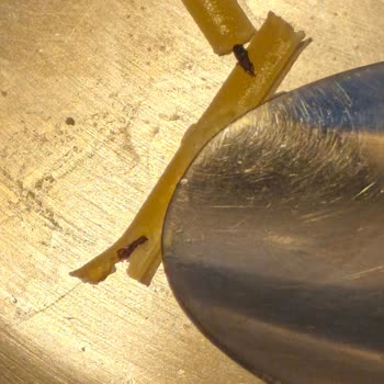 Makarna İçinde Böcek Görülmesi Sağlık Endişesi Ve Güven Kırıklığı