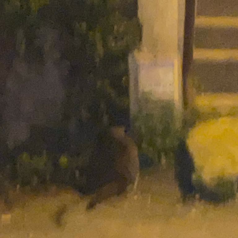 Konteynerin Kaldırılmaması Çevreyi Kirletiyor Ve Hijyen Sorunları Yaratıyor