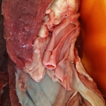 Sağlıksız Kıyma Ve İade Reddiyle Karşılaşılan Mağduriyet