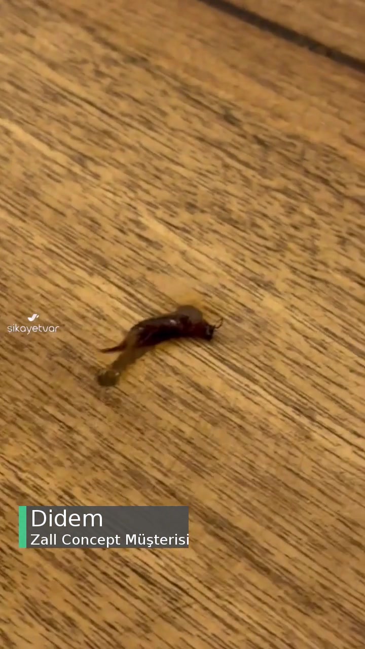 Zall Concept Mobilyalarım Böceklendi, Tahta Kurusu Çıktı videonun kapak resmi