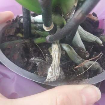 Çürük Orkide Teslimatı Ve Geciken İade Süreci Getir Çarşı’da Mağduriyet