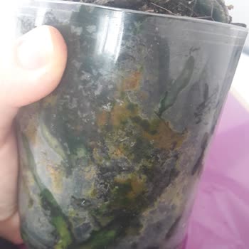 Çürük Orkide Teslimatı Ve Geciken İade Süreci Getir Çarşı’da Mağduriyet