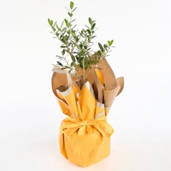 Sipariş Edilen Çiçek Aranjmanı Görseldeki Şekliyle Uyuşmuyor Ve Not Yok