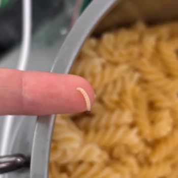 Pastavilla Makarnasında Böcek Sorunu