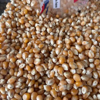 Yayla Ürünlerinde Siyah Kirlilik Ve Böcek İhlali