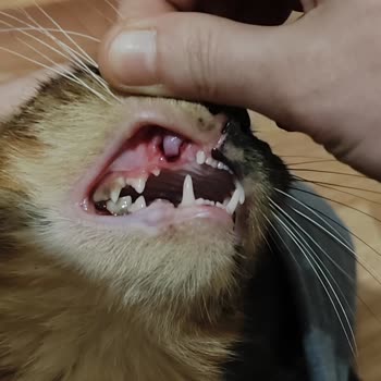 Kedinin Diş Hatası Ve Dernek Grubunda Şikayetlerin Engellenmesi