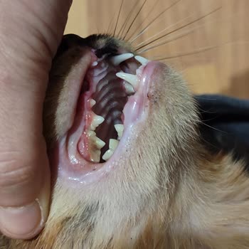 Kedinin Diş Hatası Ve Dernek Grubunda Şikayetlerin Engellenmesi