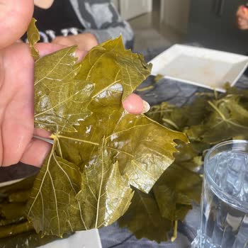 Kalitesiz Yapraklar Ve İade Reddi Nedeniyle 1.100 TL Tam İade Talebi