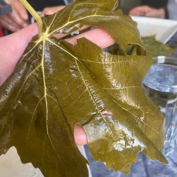 Kalitesiz Yapraklar Ve İade Reddi Nedeniyle 1.100 TL Tam İade Talebi