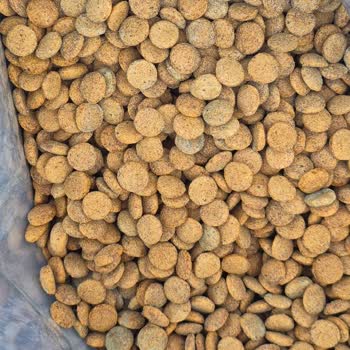 Küflenmiş Somonlu Köpek Maması, Firmadan Yanıt Alamama Ve İade Talebi