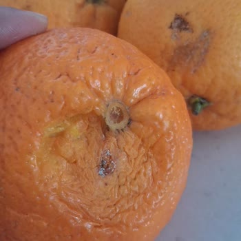 Bodrum Mumcular Şubesinde Sürekli Çürük Ve Eksik Ürün Teslimatı