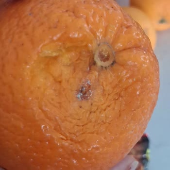 Bodrum Mumcular Şubesinde Sürekli Çürük Ve Eksik Ürün Teslimatı