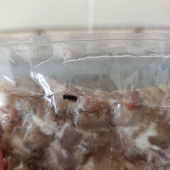 Akşeker Çorbada Sinek Vardı!